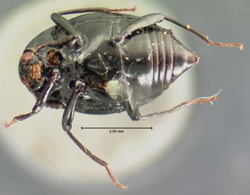 Media type: image;   Entomology 6634 Aspect: habitus ventral view